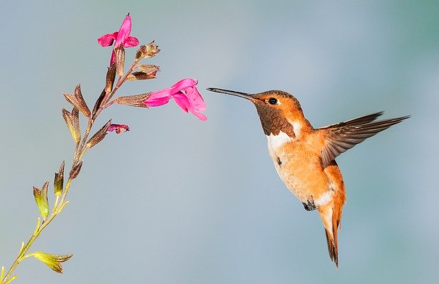 轉知農業部生物多樣性研究所辦理「愛自然(iNaturalist)公民科學家推廣計畫到校服務暨戶外教育」簡章1份供參