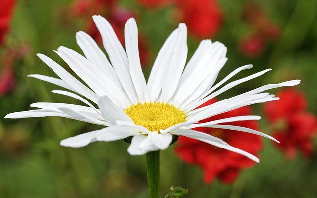 113年5月午餐菜單